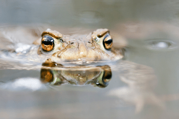 Brown frog with just its head above water